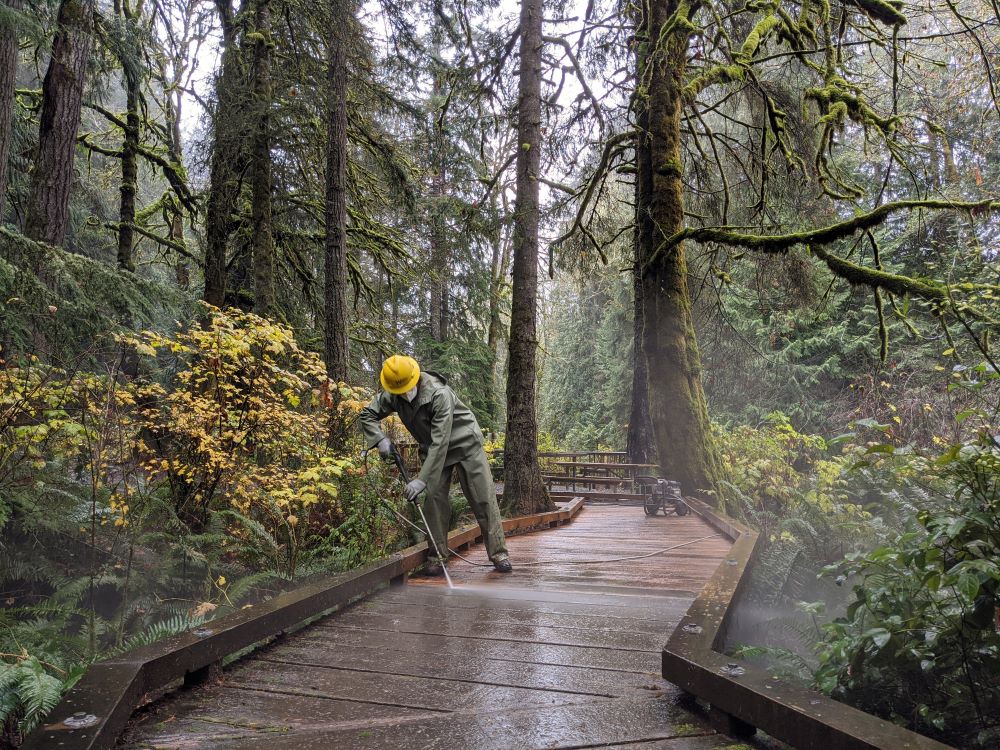 A WCC member wearing rain gear and a yellow hard hat stands on a wooden boardwalk in the forest. They are holding a pressure washing and spraying away build up from the wooden boardwalk surface.