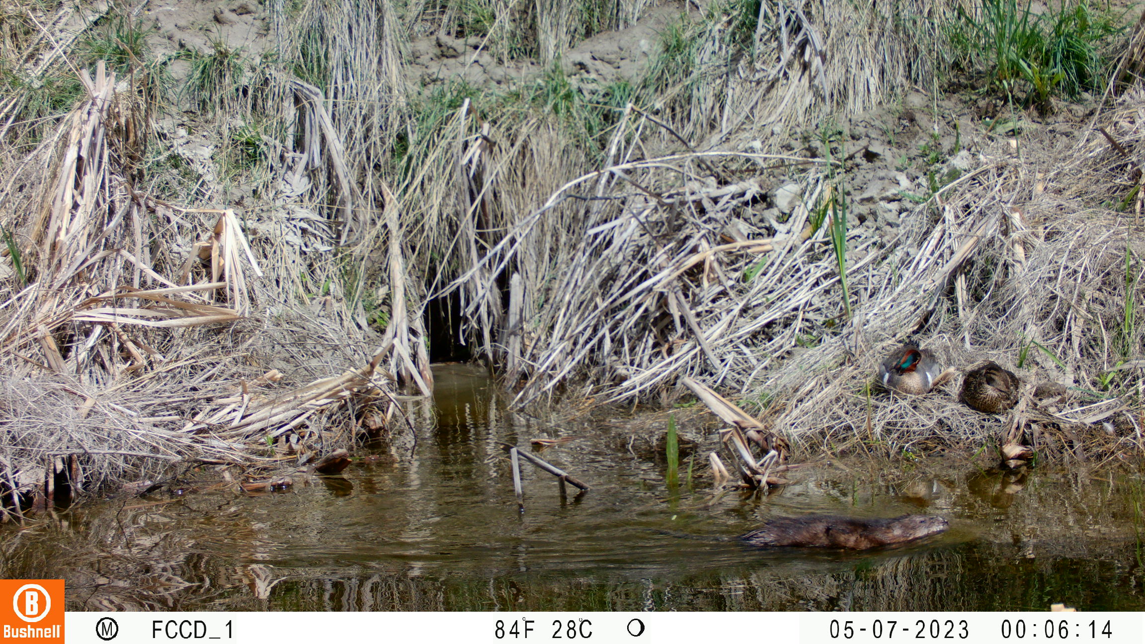A brown muskrat swims through water. In the background, dried brown grasses line the creek bank, with a small hole forming the muskrat den.