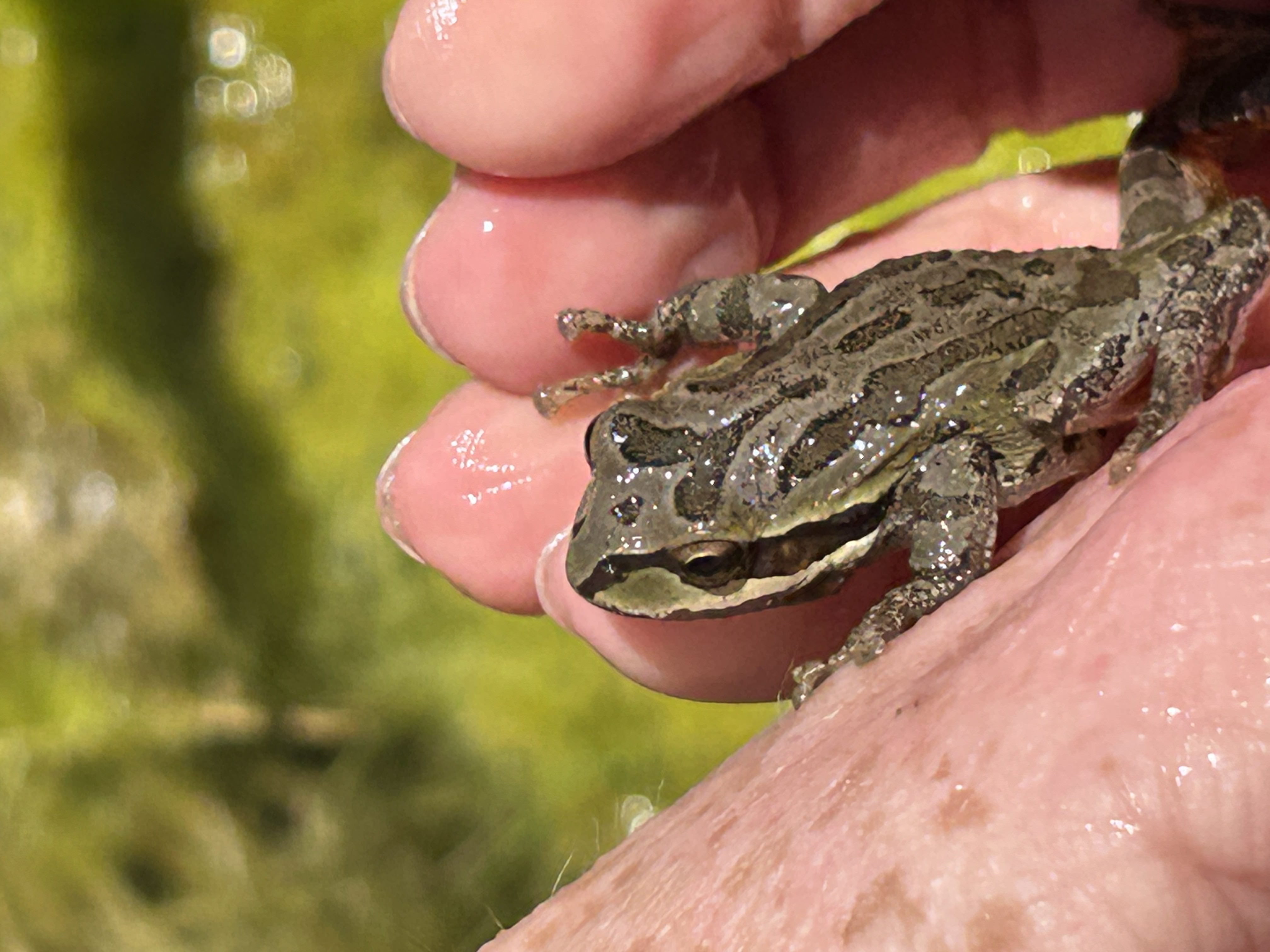 A small green and brown frog held in someone's hand.