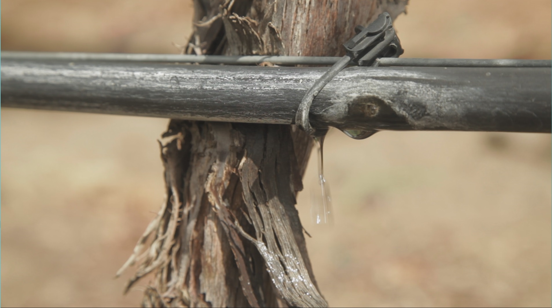A weathered pipe tied to a grape trunk drips water