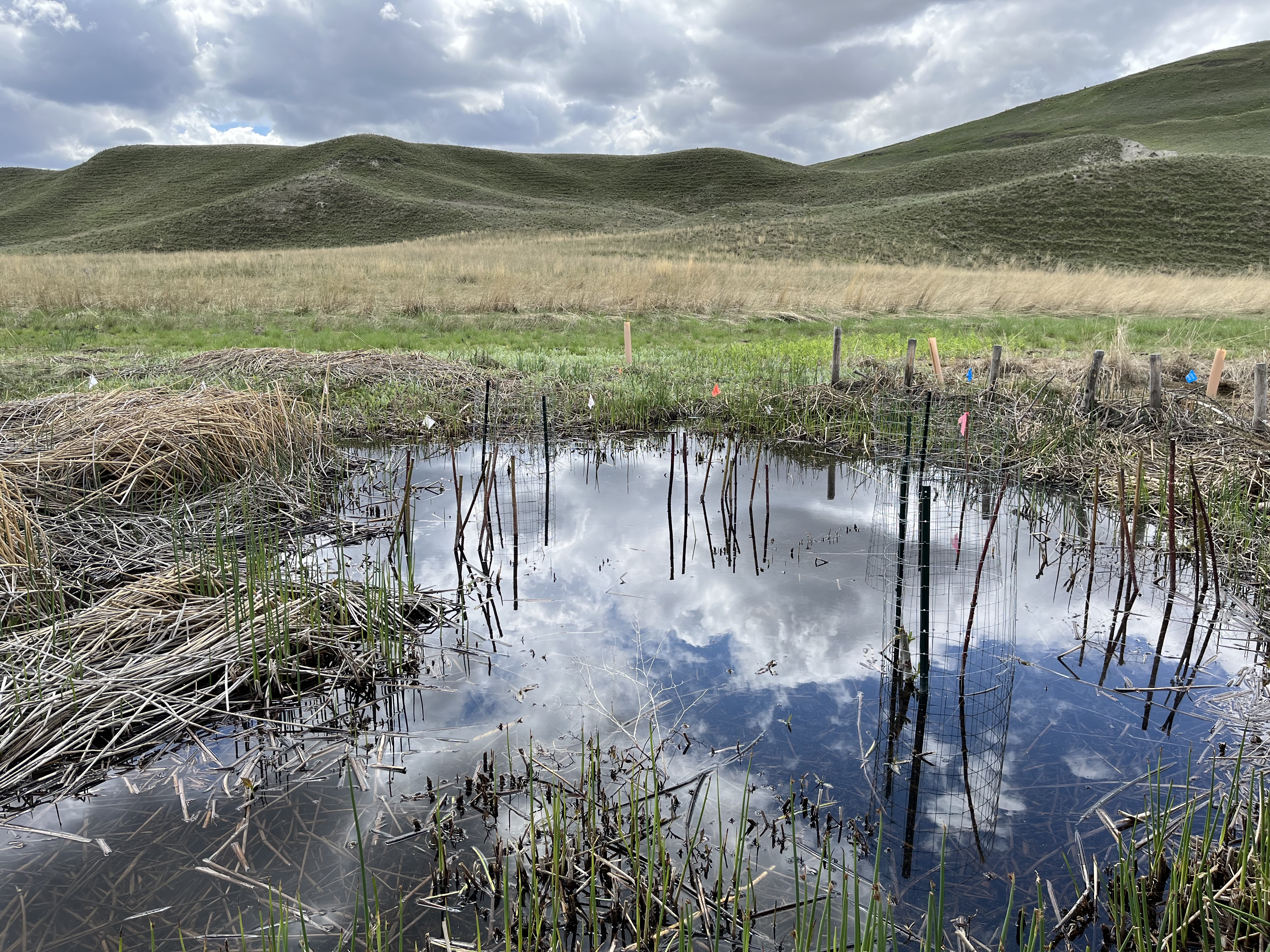 Small trees grow in a still pond. Green grasses and hills stand in the background, and the pond reflects a cloudy sky.