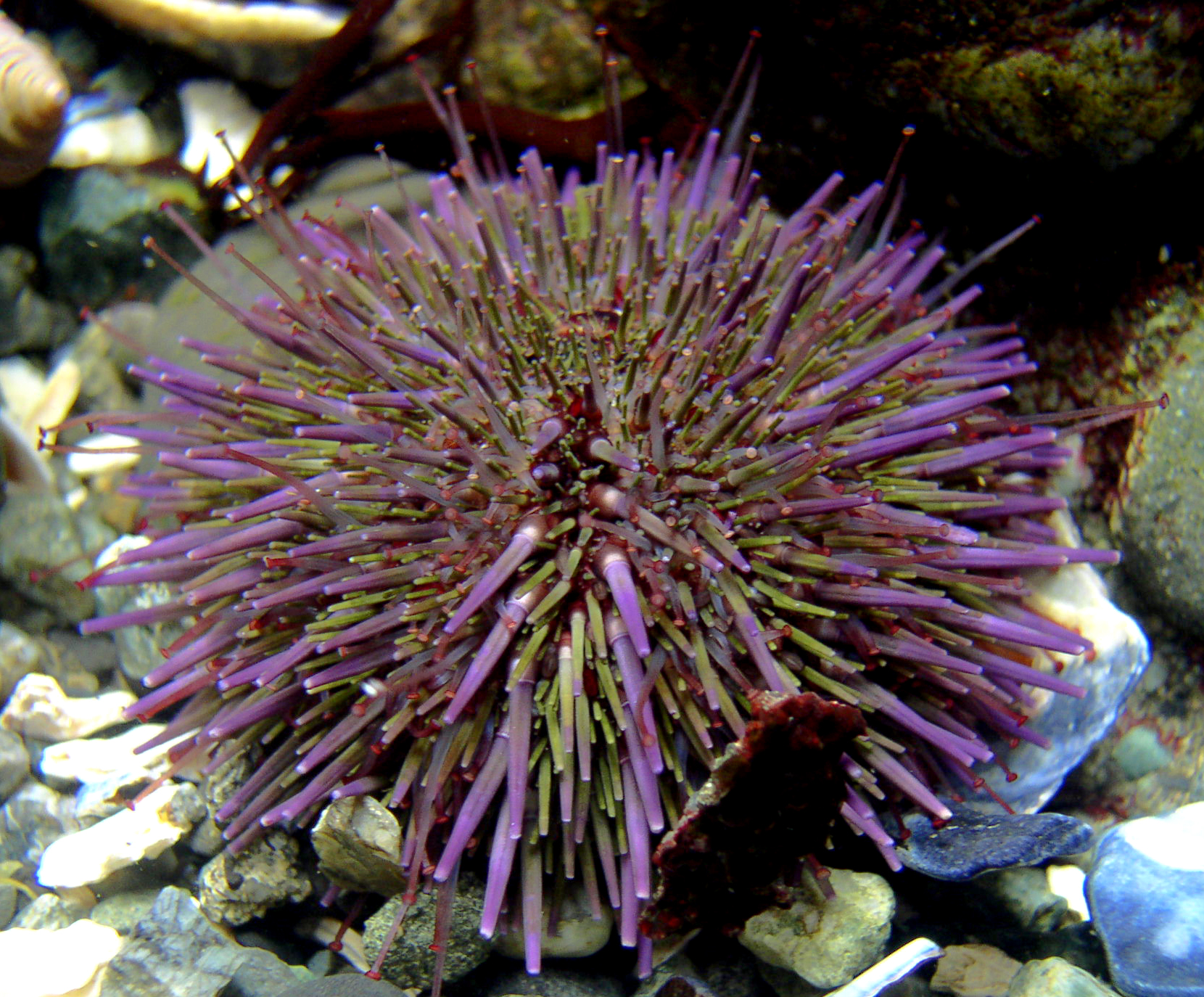 Giant Purple Sea buy Urchin