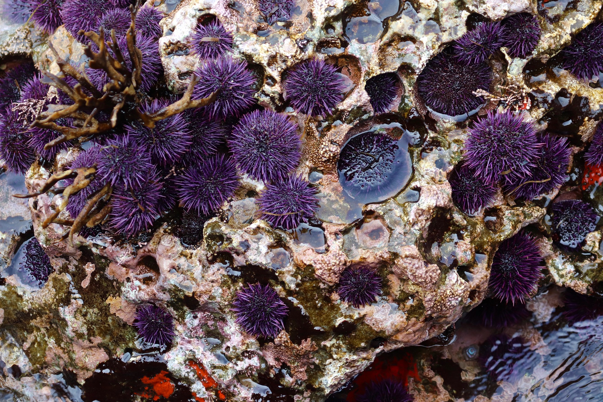 Pacific urchins: Covid delayed purple urchin removal, but hope as