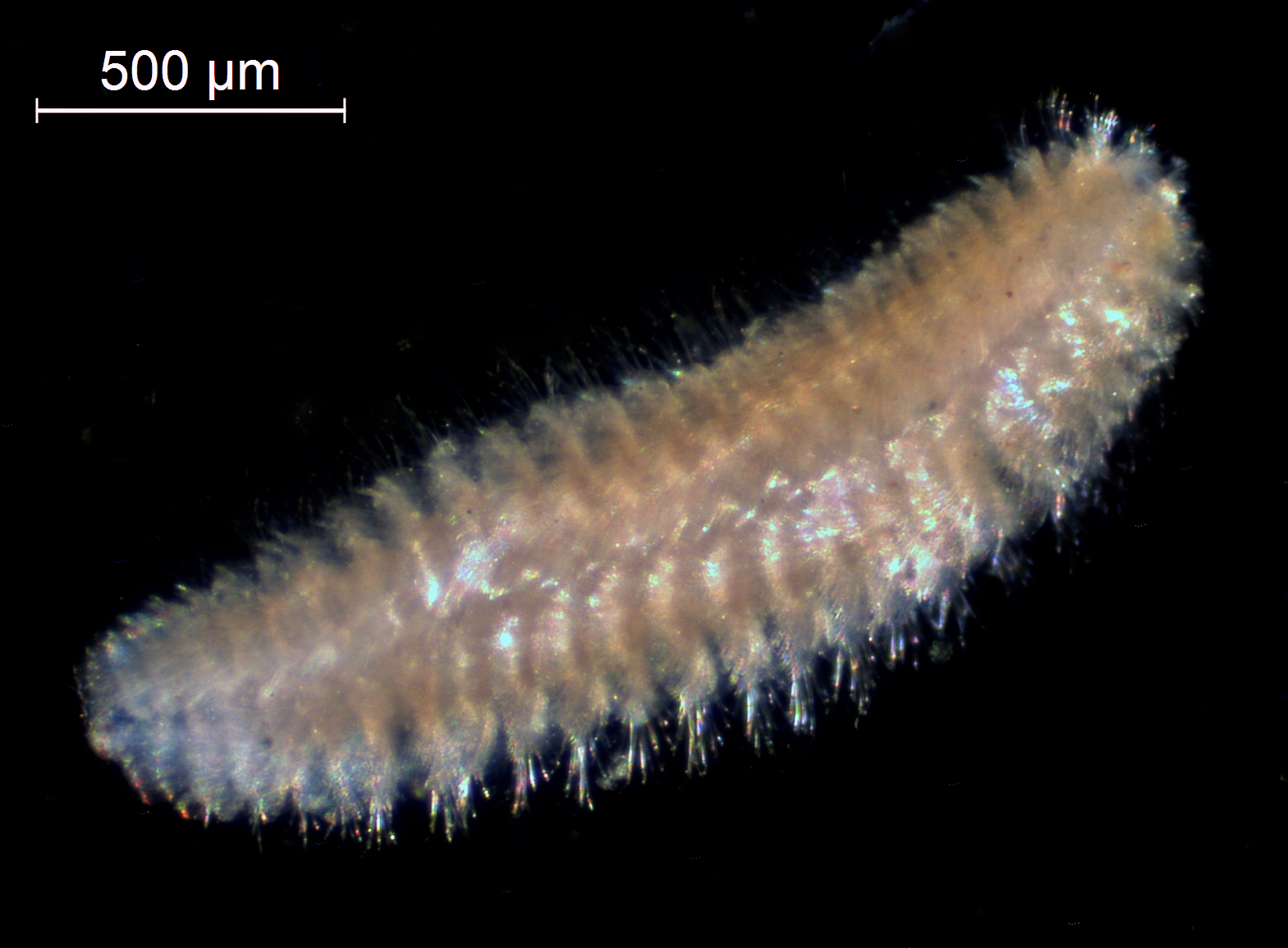 Top view of a shiny gold worm with a slightly fuzzy appearance on a black background. Scale bar reads, 500 um.