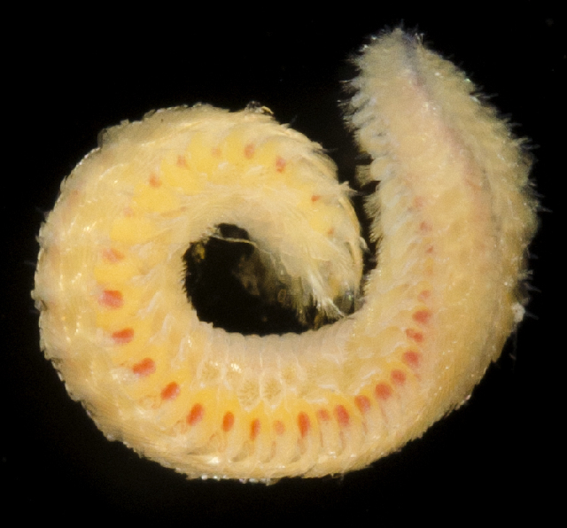 A furry yellow worm with orange spots running down its side is curled on a black background.