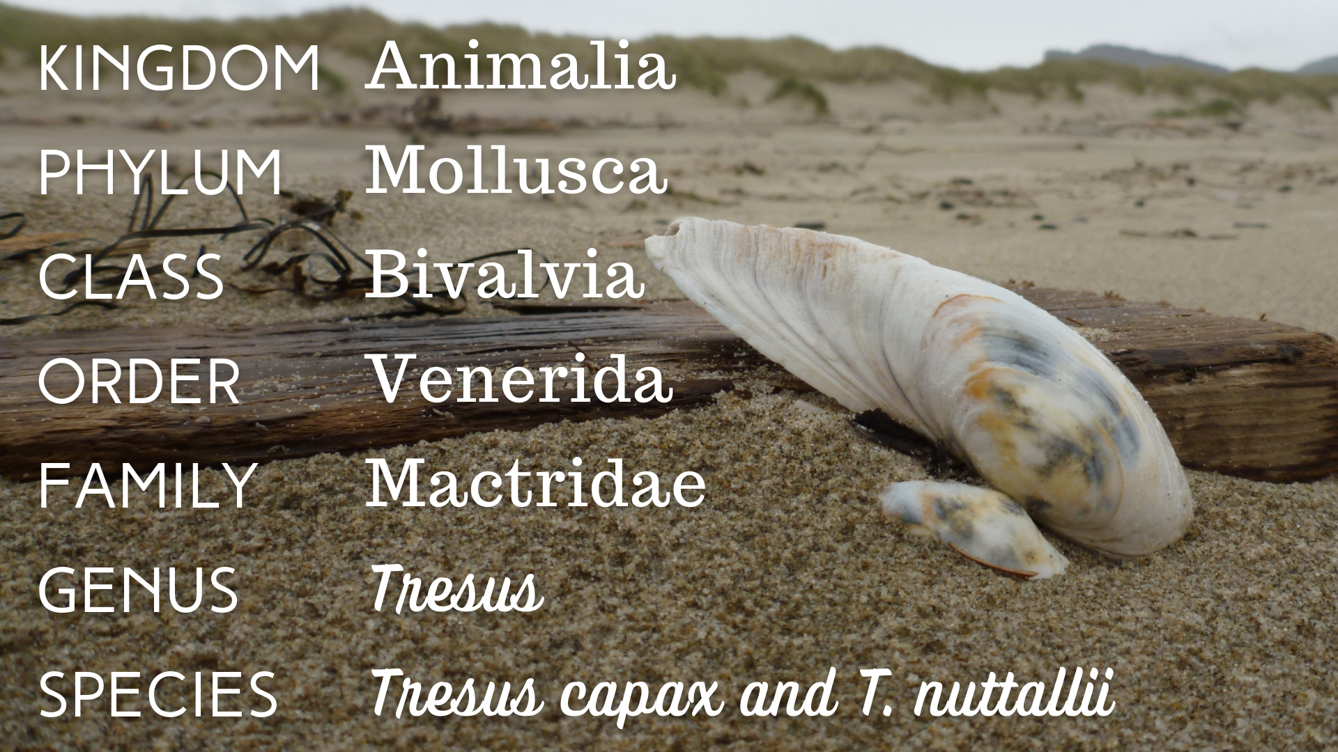 Classification text reads, Kingdom Animalia, Phylum Mollusca, Class Bivalvia, Order Venerida, Family Mactridae, Genus/Species Tresus capax