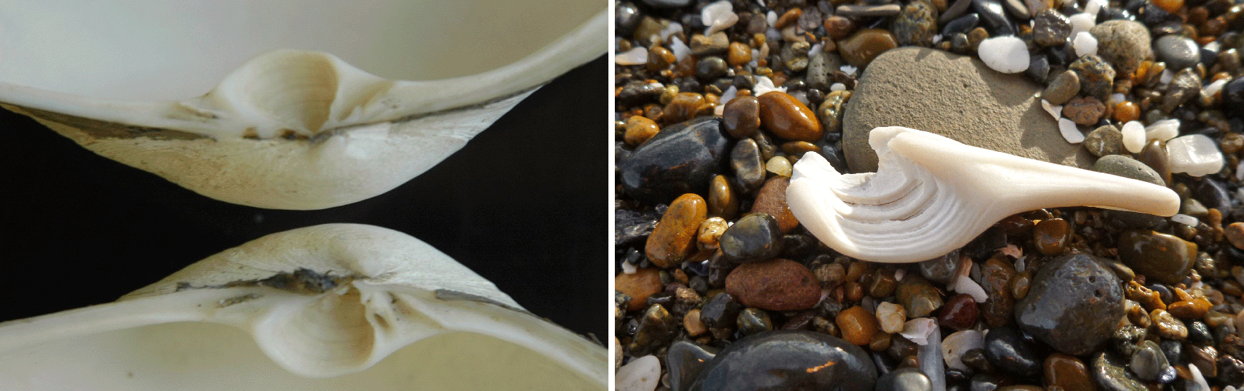 Photo collage of an open white clam shell on a black background, and a white shell fragment washed up on a pebbly beach.