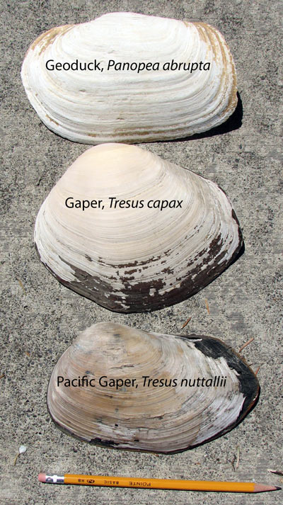 Three empty white clam shells laid out in a row on a concrete salb, comparing the shapes.