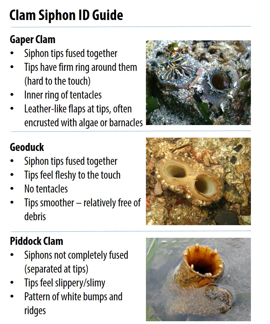 Photo collage and ID guide for the gaper clam, geoduck, and piddock clam, based on just the tips of the siphons. 