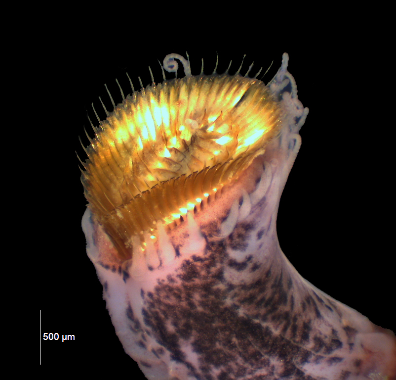 Life's a beach for the false sandcastle worm - Washington State Department  of Ecology