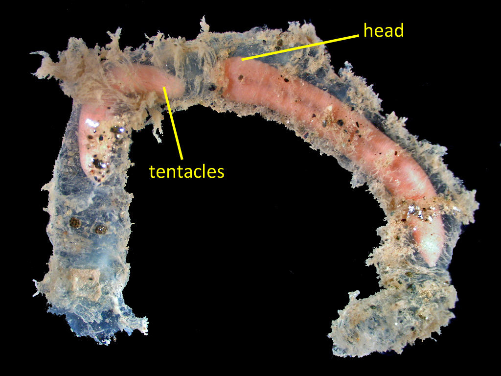 It's slime time! The slime tube worm lives in a house of horrors -  Washington State Department of Ecology