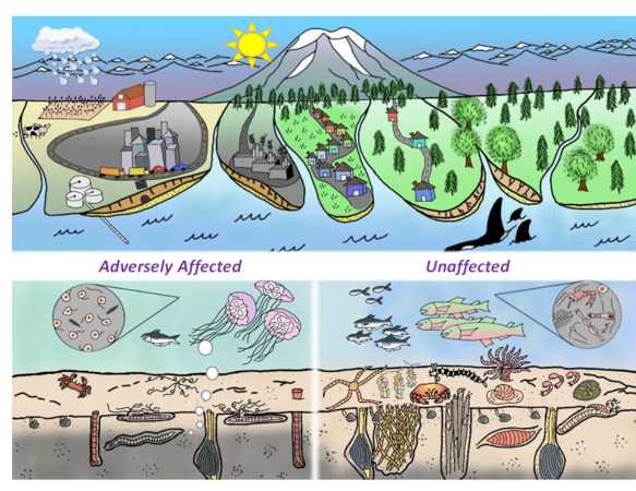 What's Bugging Puget Sound Benthos? - Washington State Department Of ...