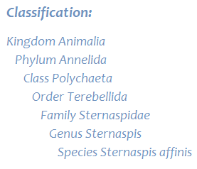 Kingdom, Animalia; Phylum, Annelida; Class, Polychaeta; Order, Terebellida; Family, Sternaspidae; Genus, Sternaspis: S. affinis