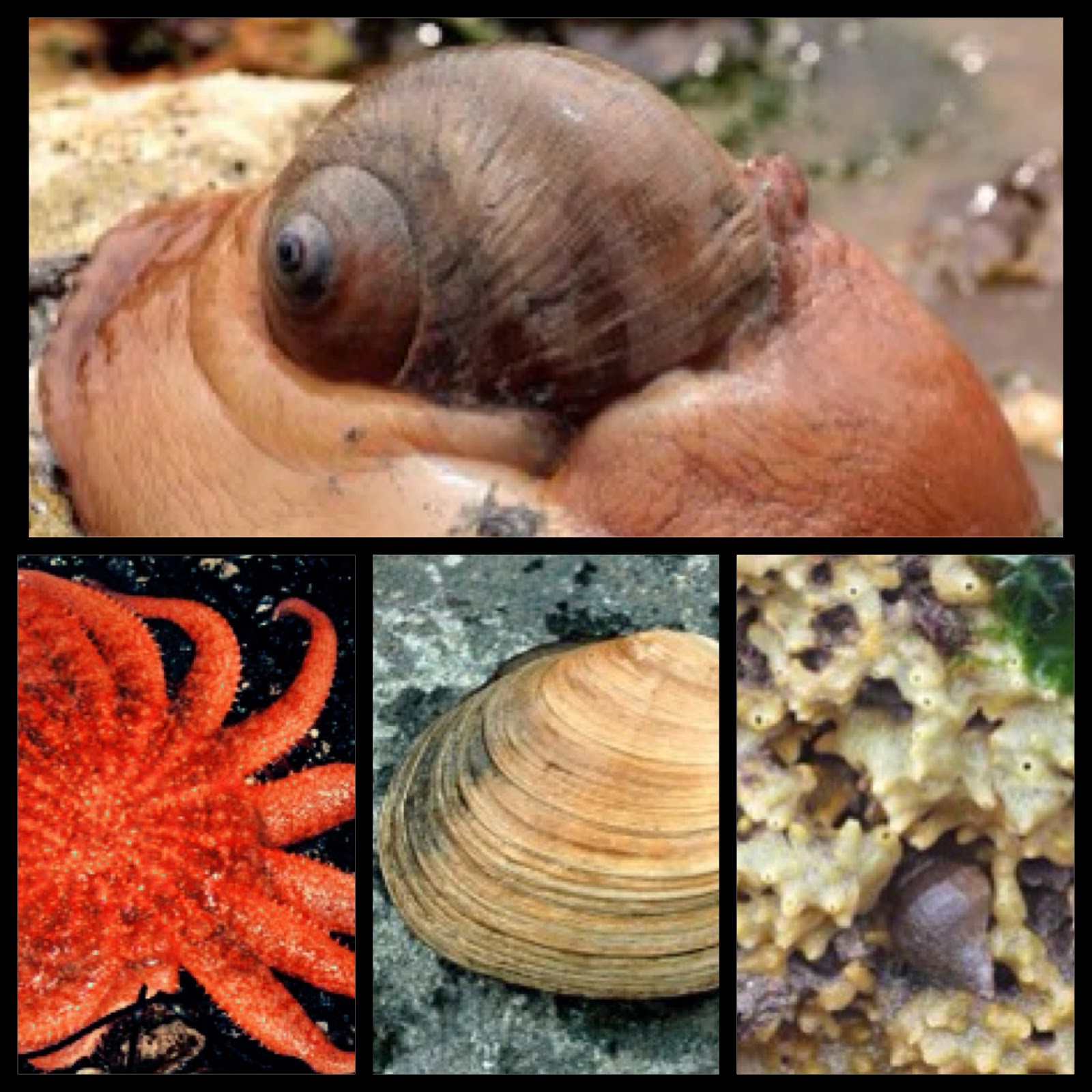 Four images: moon snail, sea star, clam, and snail in coral.