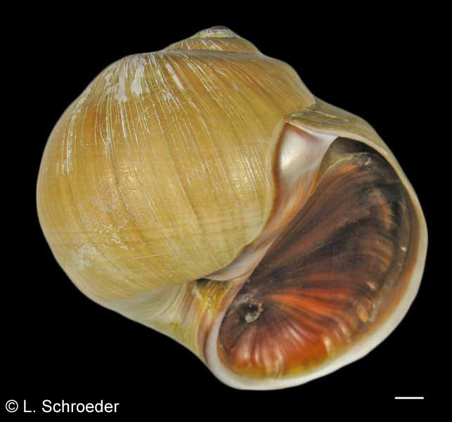 Rounded tan-shelled snail