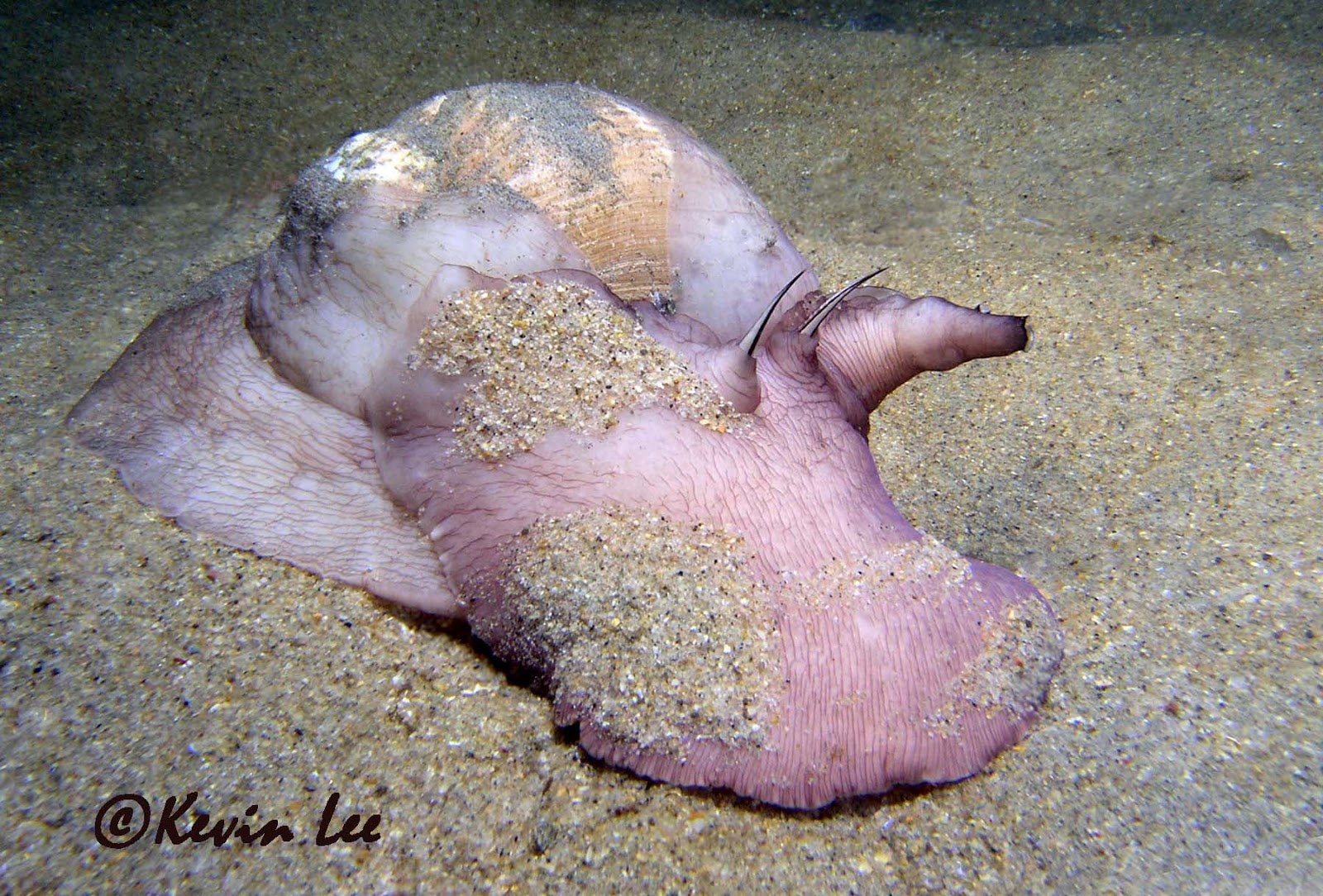 Red Foot Moon Snail