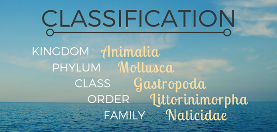 Kingdom, Animalia; Phylum, Mollusca; Class, Gastropoda; Order, Littorinimorpha; Family, Naticidae