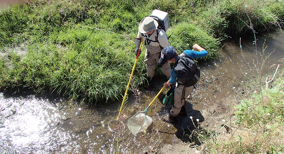 View from above: two scientists wade in creek. One carries a loop on a pole, and the other carries a fish net.