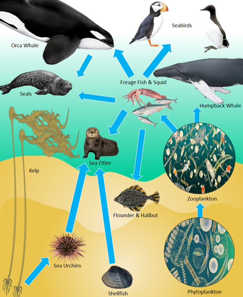 Monitoring is essential to Puget Sound Biology Diagrams