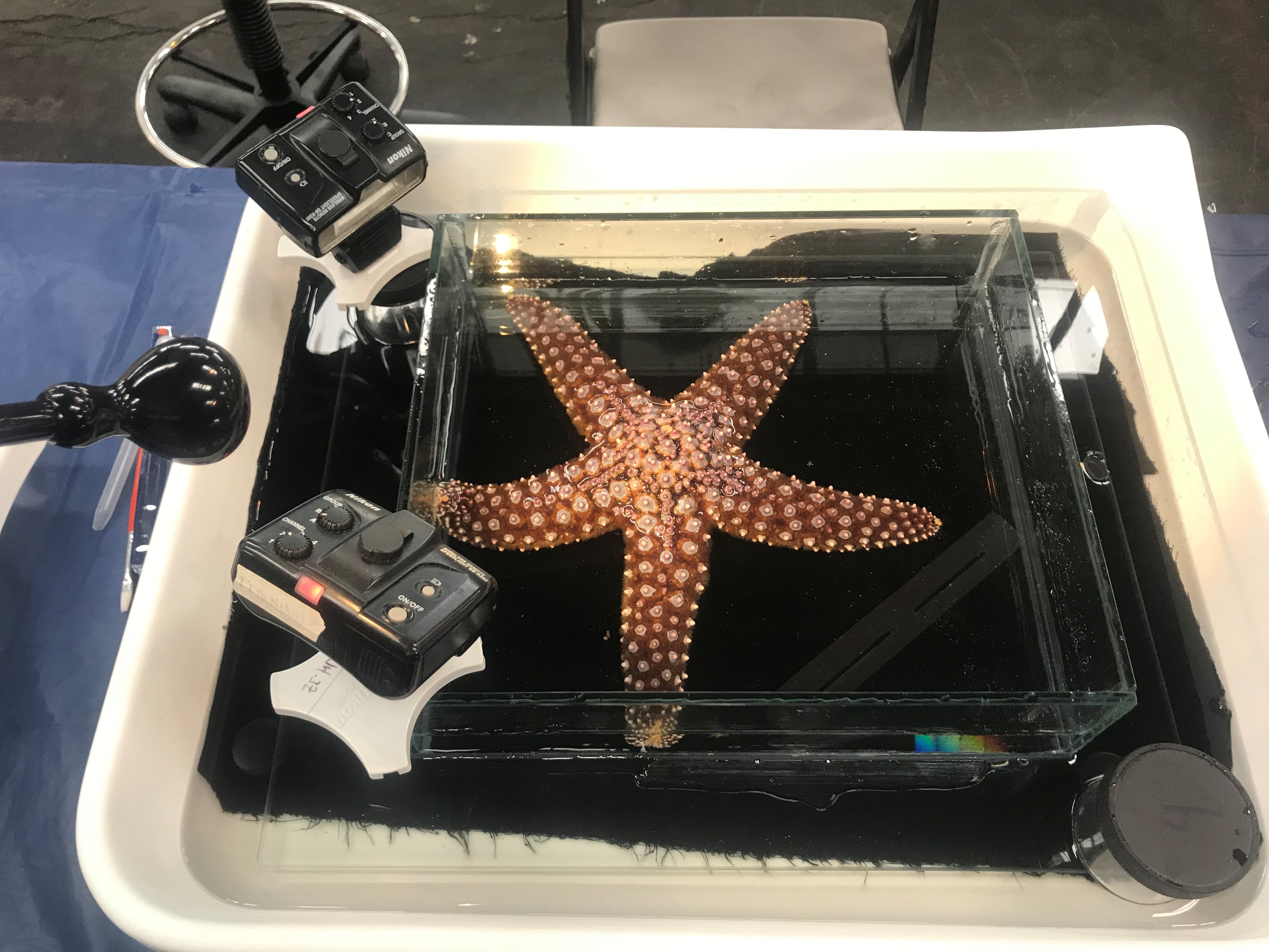 A star fish sits in a lab dish. It's brown-orangeish and this photo shows the bottom part, lots of circles on body and five 