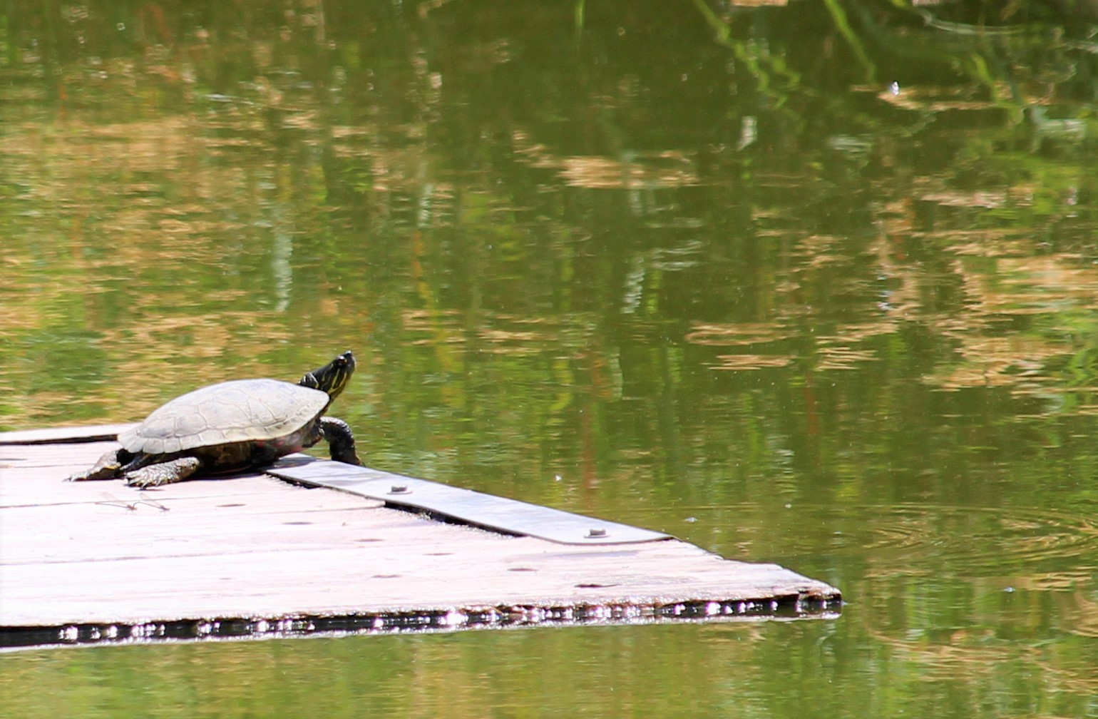 A turtle sits on a floating plank of wood on a greenish pond.
