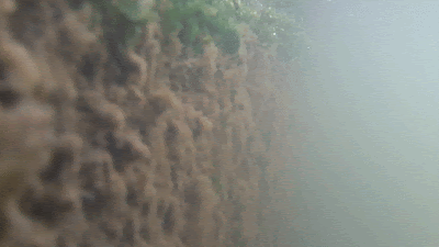 GIF file showing various biofilm waving to an underwater current. It's brown and stringy, with foggy water.