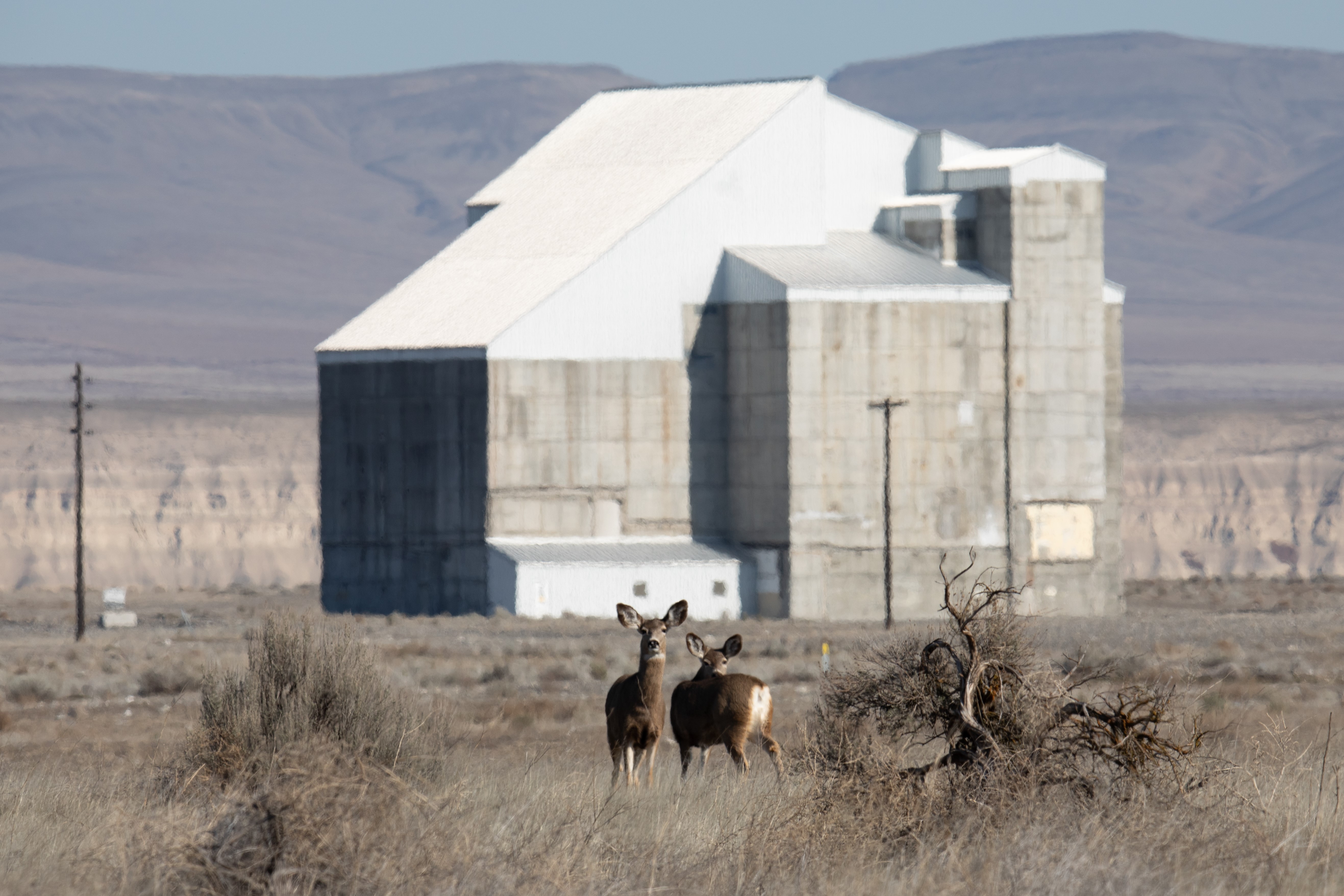 Two deer stand in a field of Eastern Washington desert grass, giant concrete nuclear reactor in background