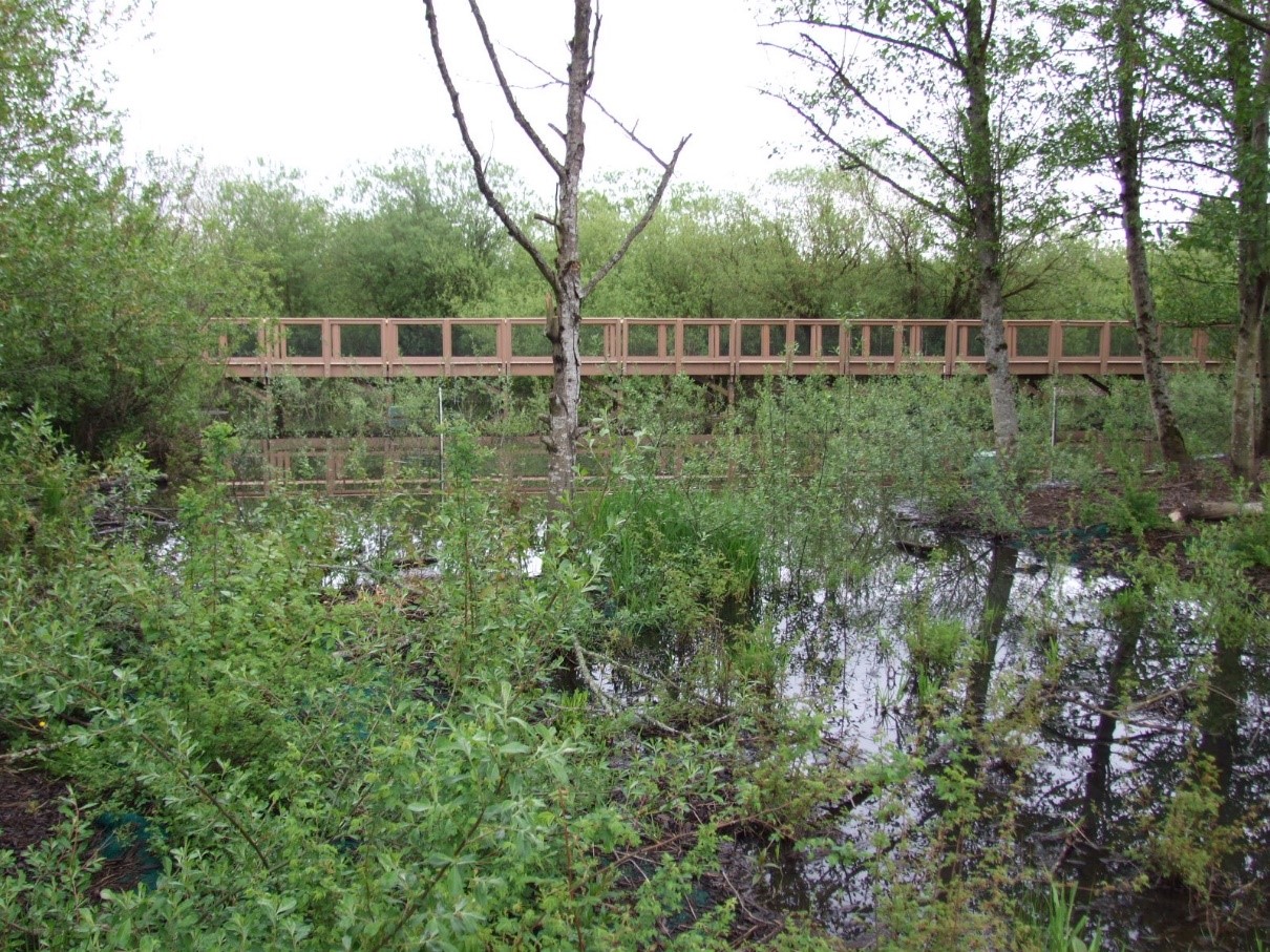 Commemorate World Wetlands Day by hiking Renton's Springbrook Creek