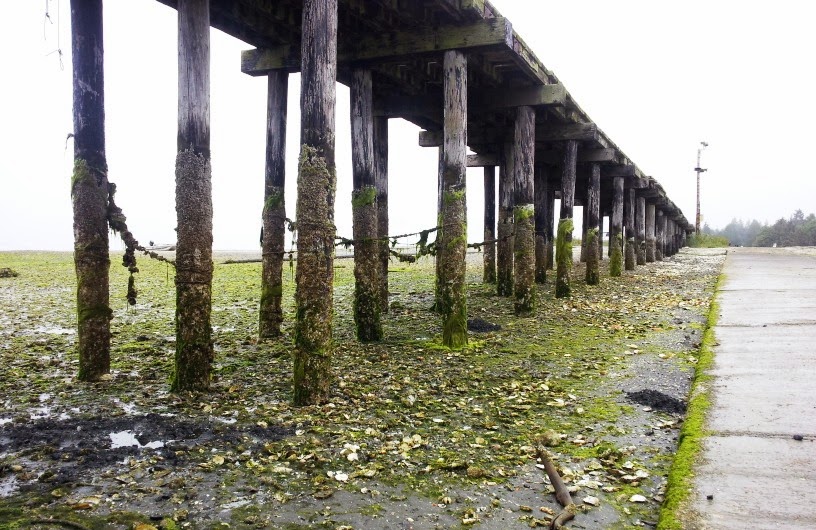 pier before cleanup, lots of debris and green mossy substance on beach ground, with dirty, old, mossy wooden pier stretching across photo.