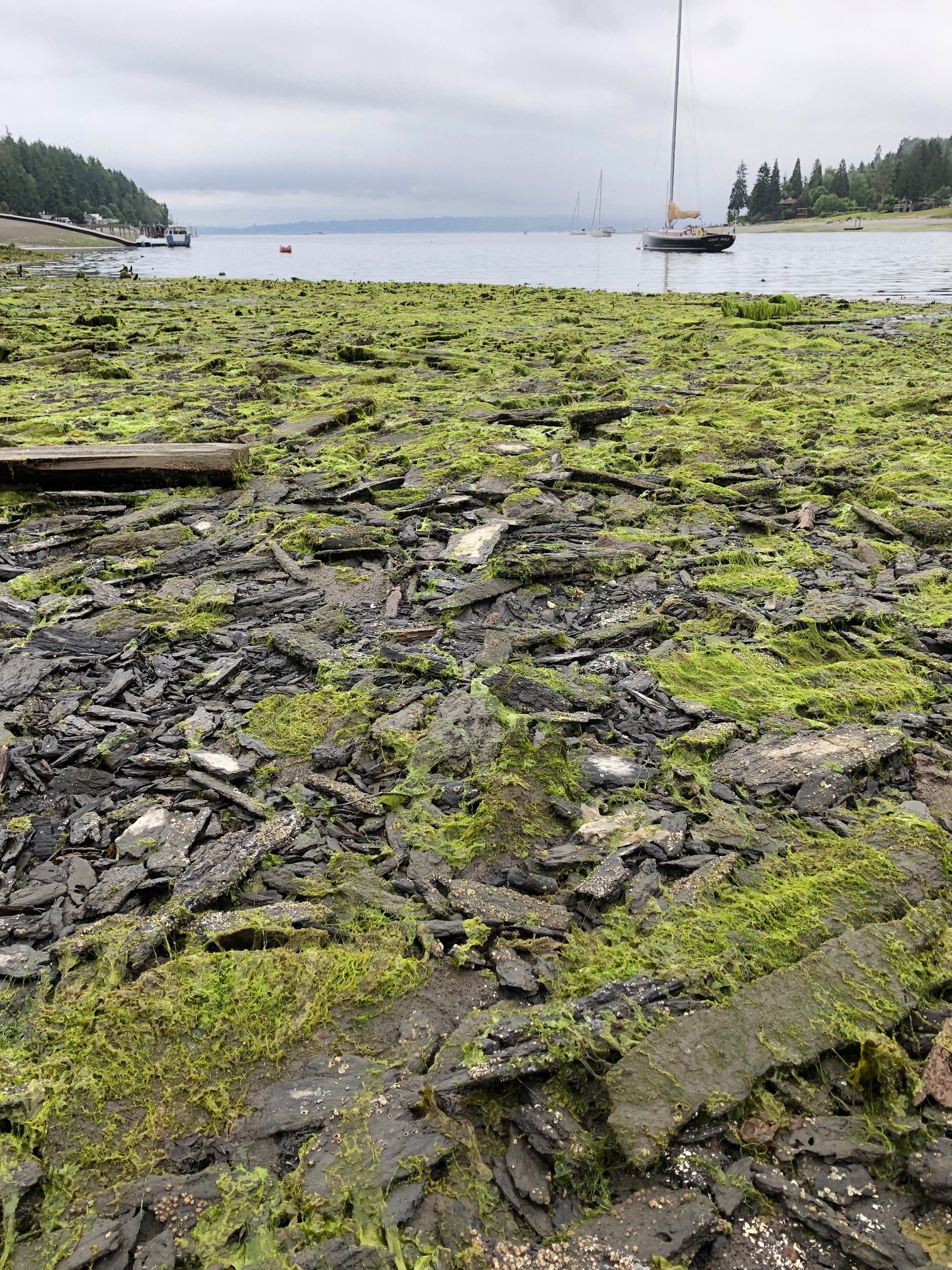 A beach at low tide littered with wood pieces that are covered in seaweed. The water and a boat are in the distance.