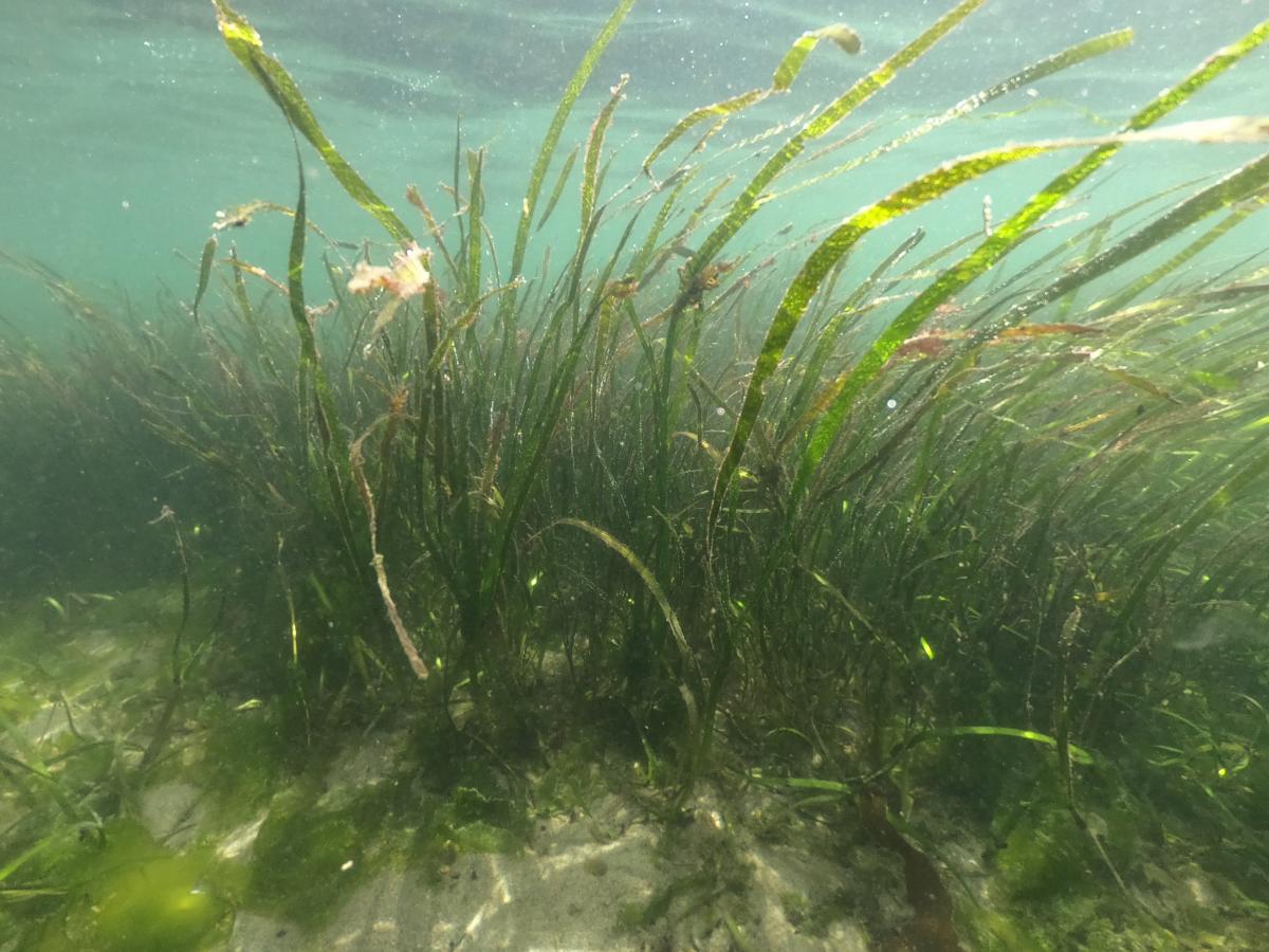 Eelgrass grows in fairly shallow water.