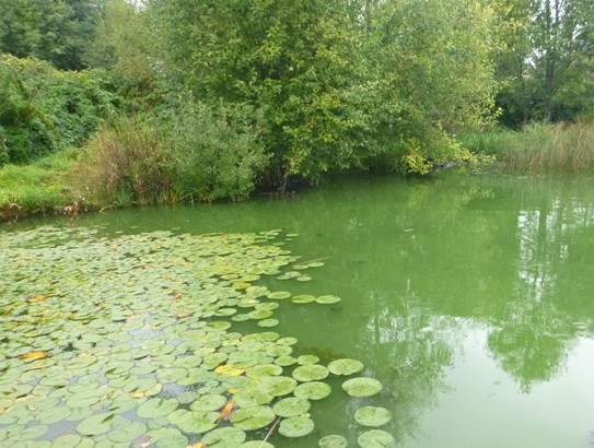 Controlling aquatic plants and algae to support clean water
