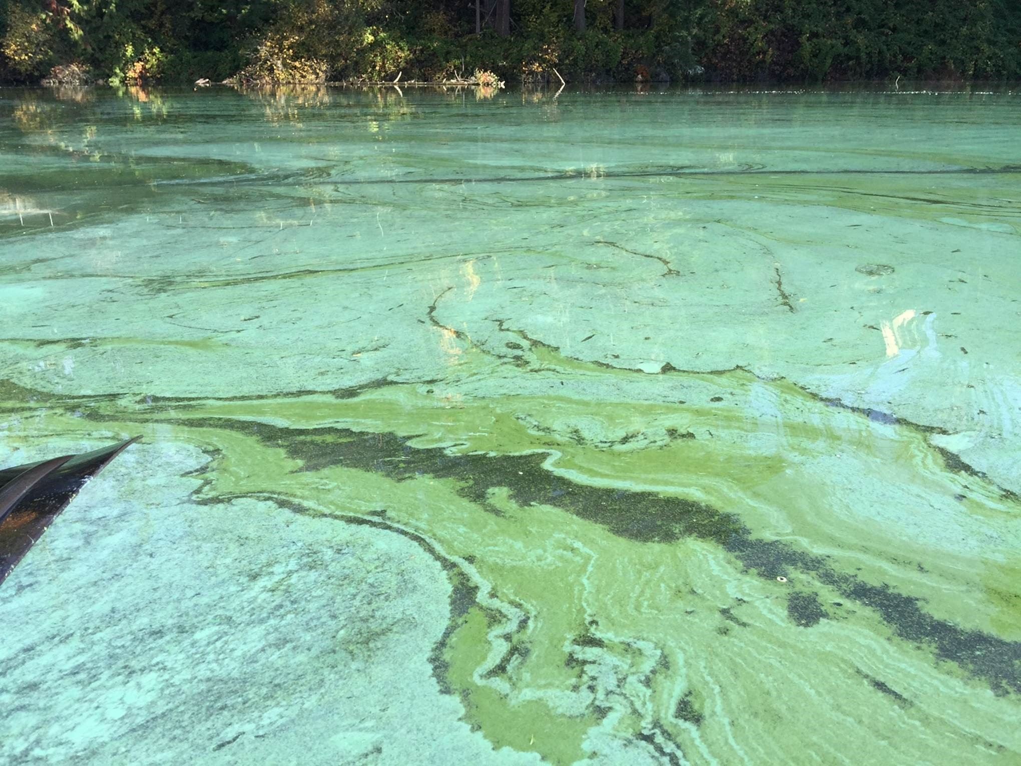 Green slime covering surface of a lake.