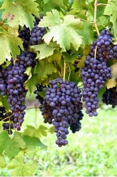 Purple grapes hang from a vine at a Washington winery