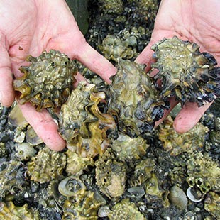 greenish Oyster bundle in hands