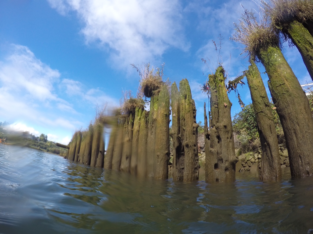 view of old pier logs sticking out of a river