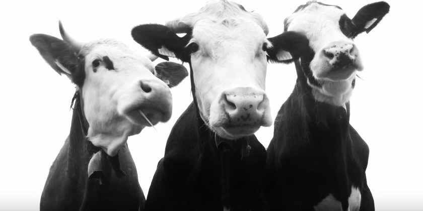 black and white photo of three cows