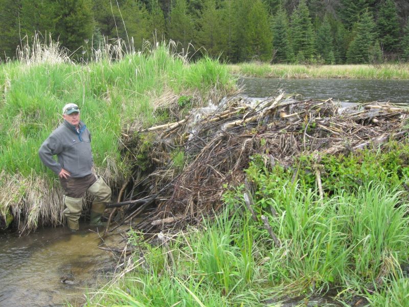 man near a beaver dam, standing at the bottom part. A body of water is partially blocked by the damn above him.