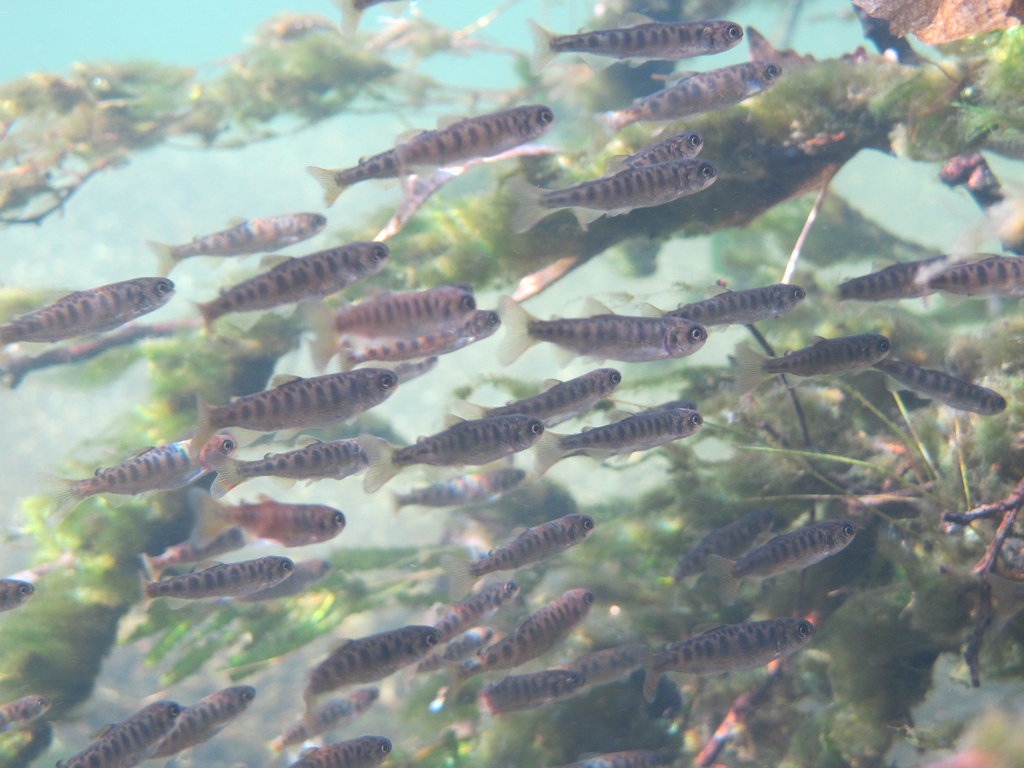 Large group of young Chinook salmon