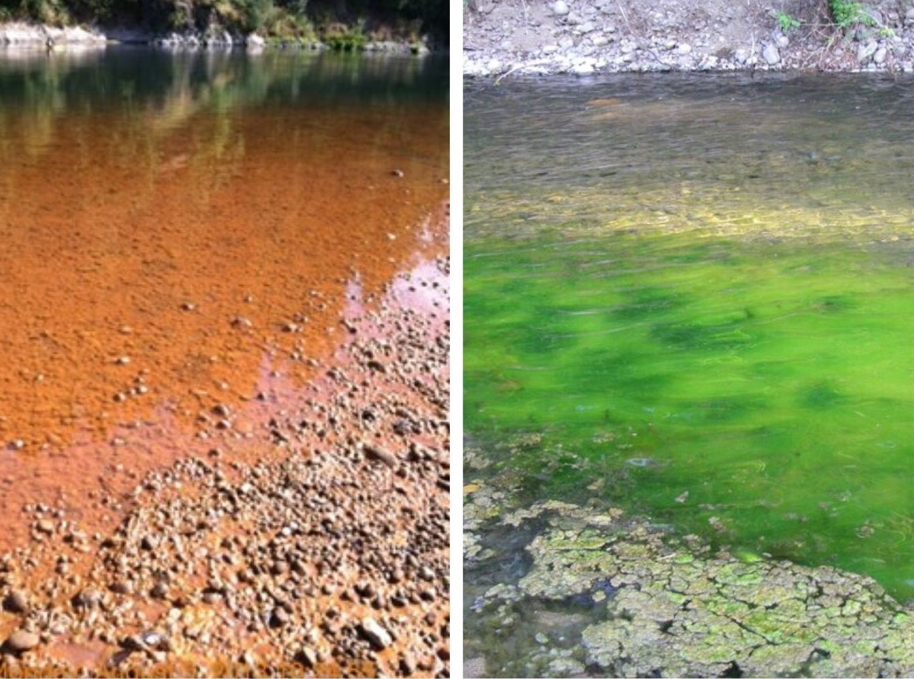 Red and green algae blooms