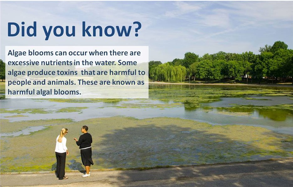 Two women standing next to a lake covered in algae blooms.