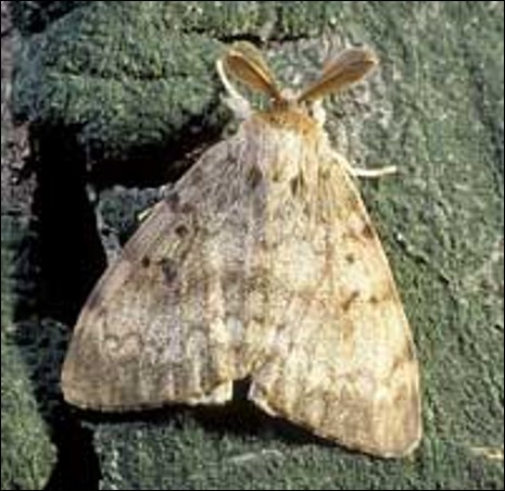 Adult male Spongy moth on a tree.
