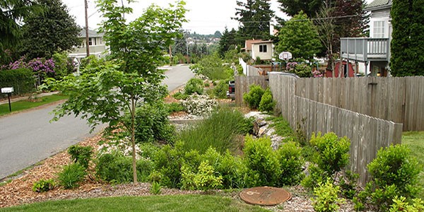 Photo of a street with lots of vegetation between the road and homes, providing a natural drainage system