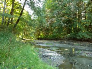 Creek with gravel bars showing running through a lush green deciduous forest
