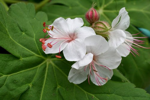 Flowering white geranium.