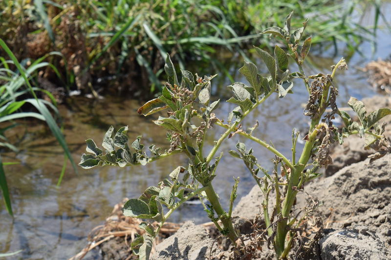 A wilting plant grows near an irrigation ditch. Plant in foreground, irrigation ditch behind it.