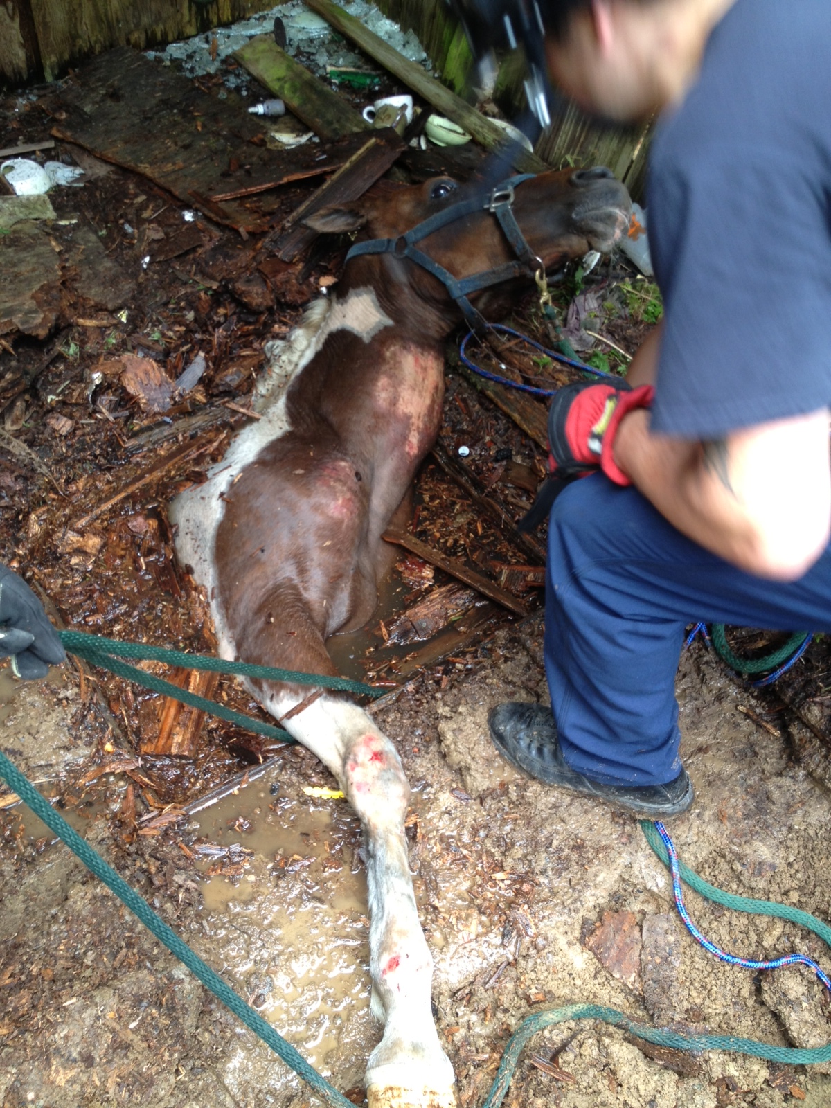 Photo of a horse trapped in a well, the horse's front quarter and head are outside the well. Two people stand nearby, working to get it out.