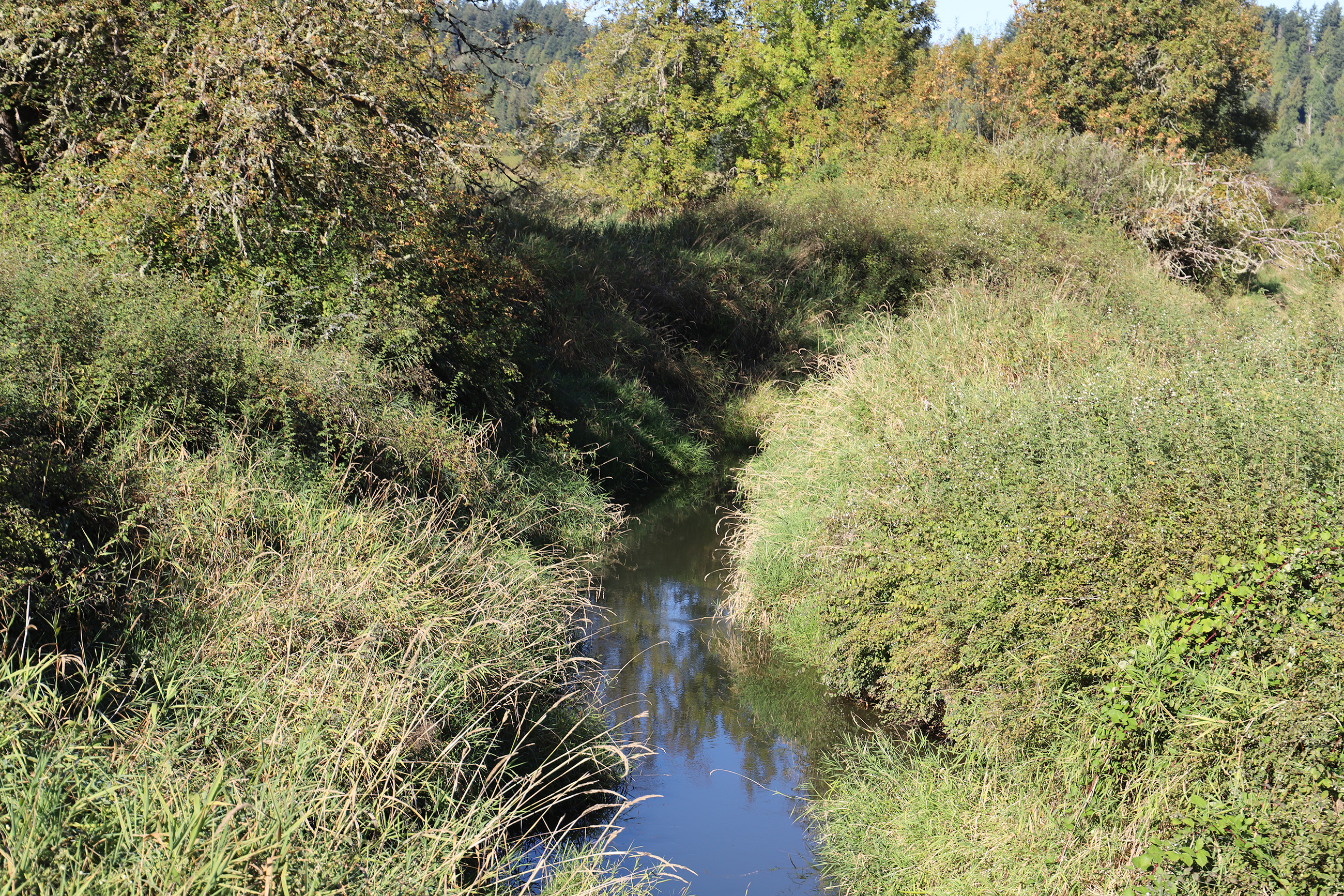 Narrow stream surrounded by grass