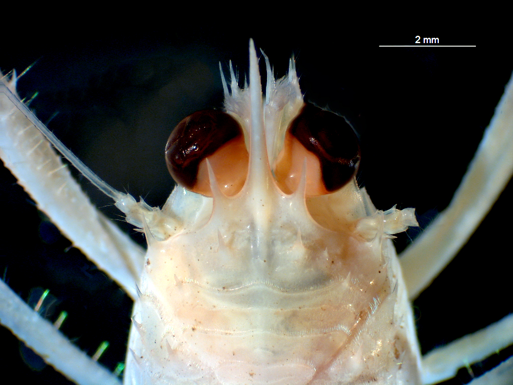 Stretch it out: The squat lobster finds strength in flexibility ...