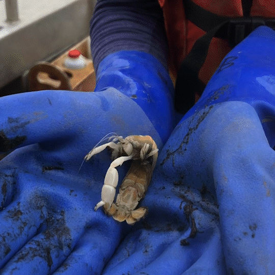 If the spirit moves (mud): The burrowing ghost shrimp - Washington